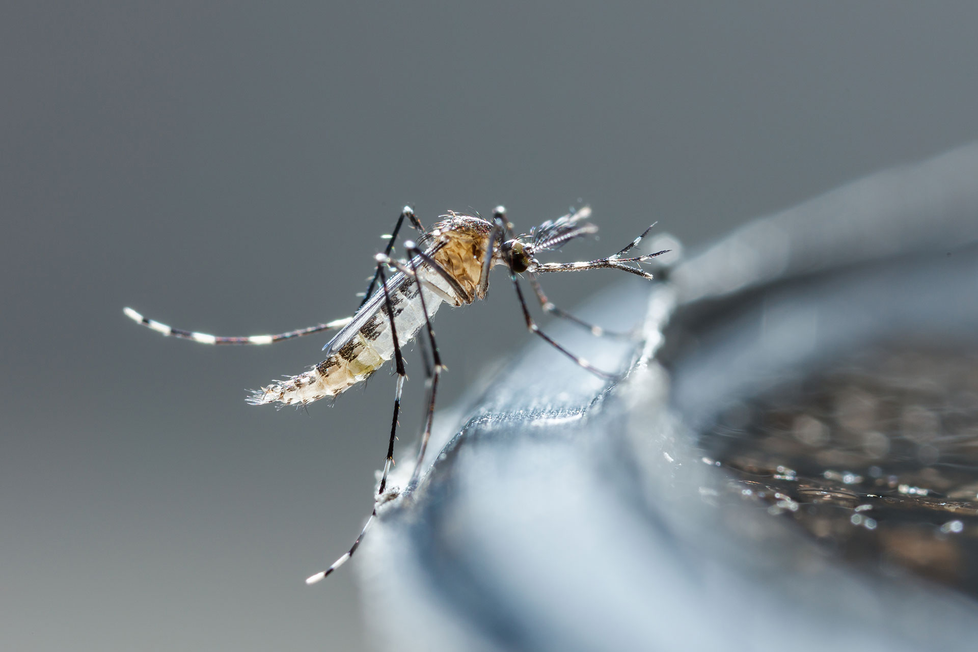 Dealing with Mosquitoes and Other Insects During Outdoor Workouts in Singapore: Practical Tips for Protection
Singapore's warm and humid climate, while perfect for many outdoor activities, also provides an ideal breeding ground for mosquitoes and other insects. 