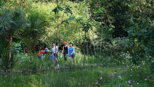 Explore Singapore's stunning parks and nature reserves while getting fit! Discover local running and walking groups that connect you with the outdoors and a supportive fitness community. Find your tribe today!